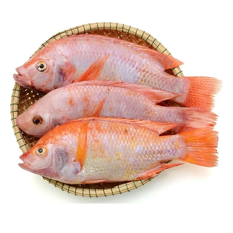 Cá diêu hồng
