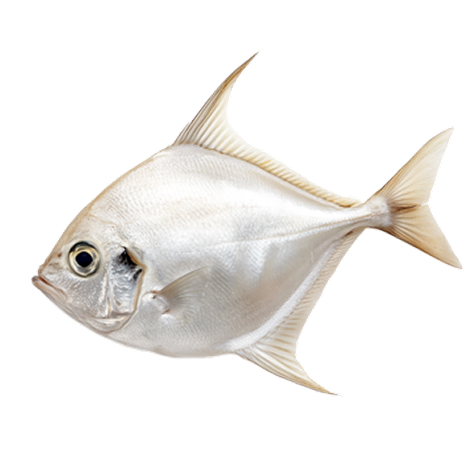Cá chim