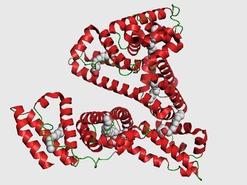 Protein thực vật có tốt hơn protein động vật?